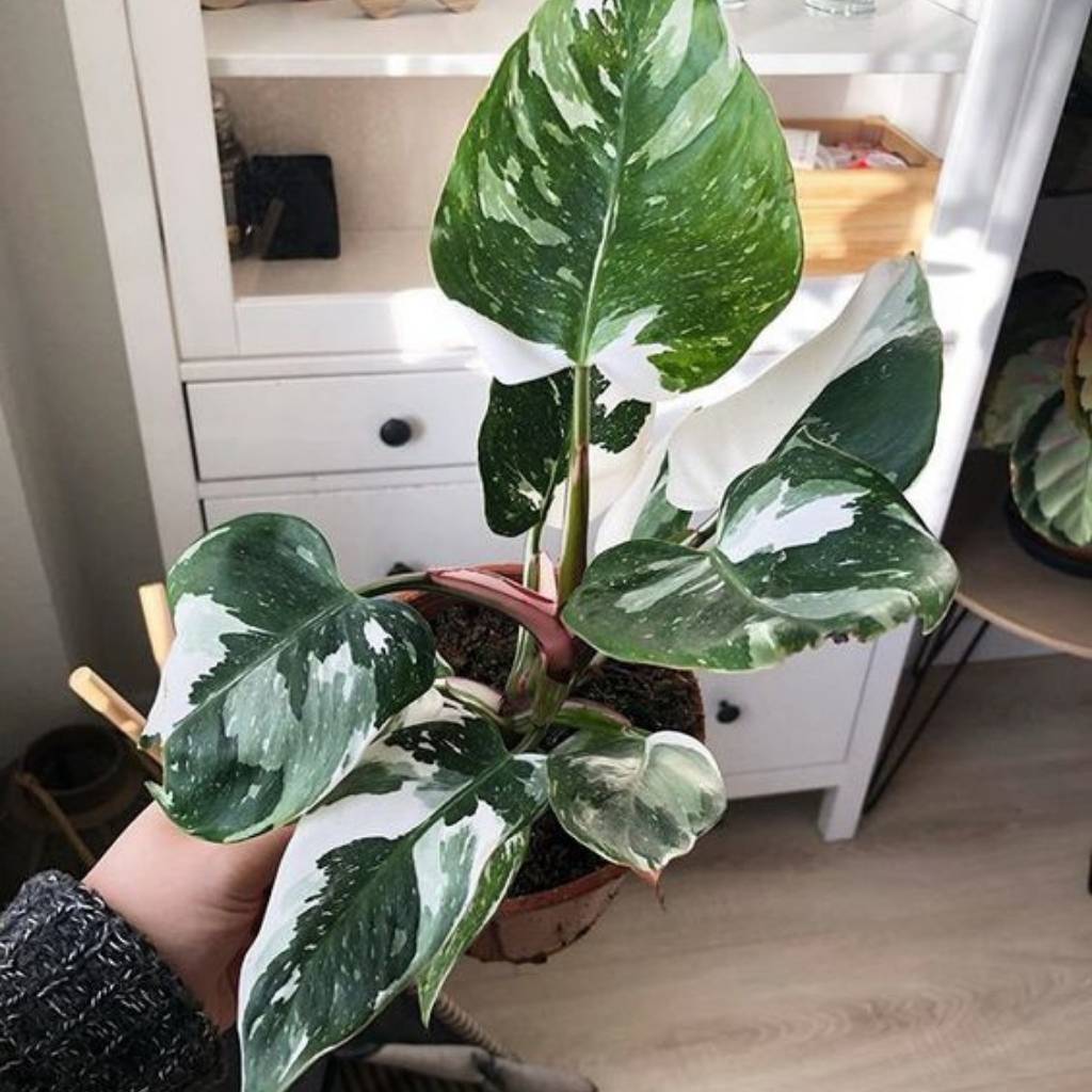 Philodendron White Princess