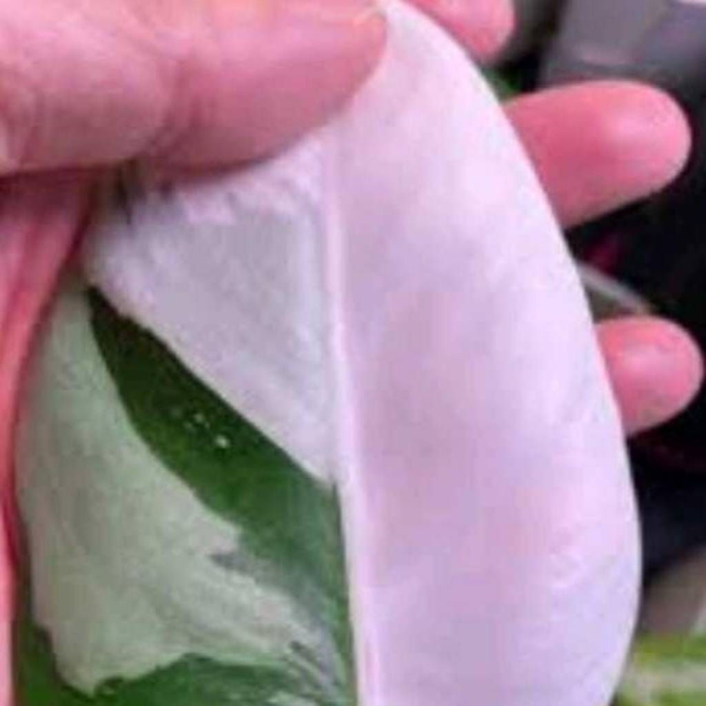 Philodendron White Princess Philodendron White Princess