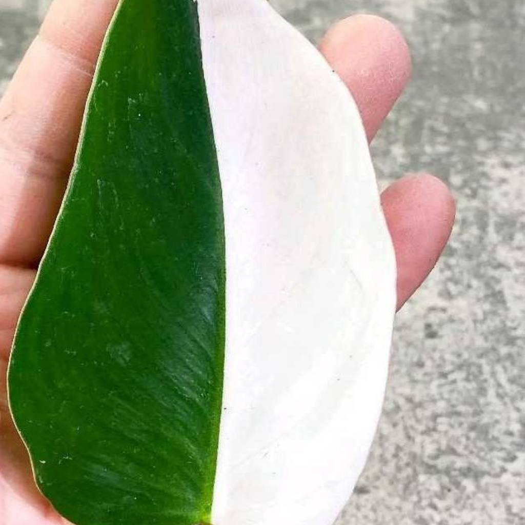 Philodendron Half White Princess Philodendron Half White Princess
