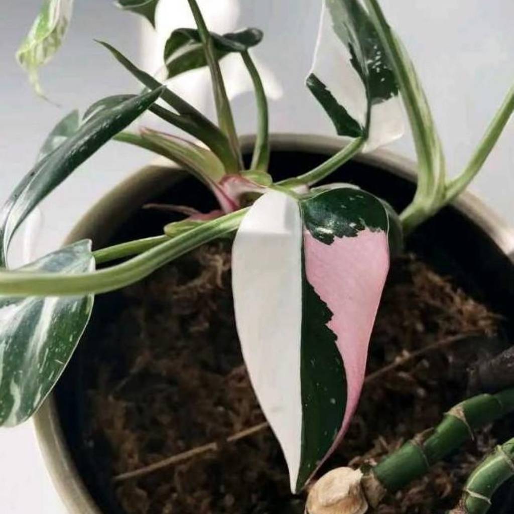 Philodendron White Princess Tricolor Philodendron White Princess Tricolor