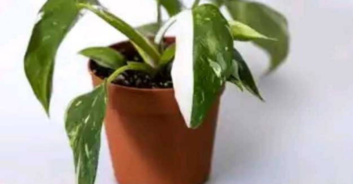 Philodendron White Princess