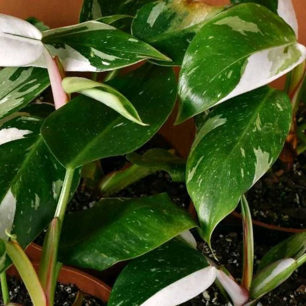 Philodendron White Princess Disease