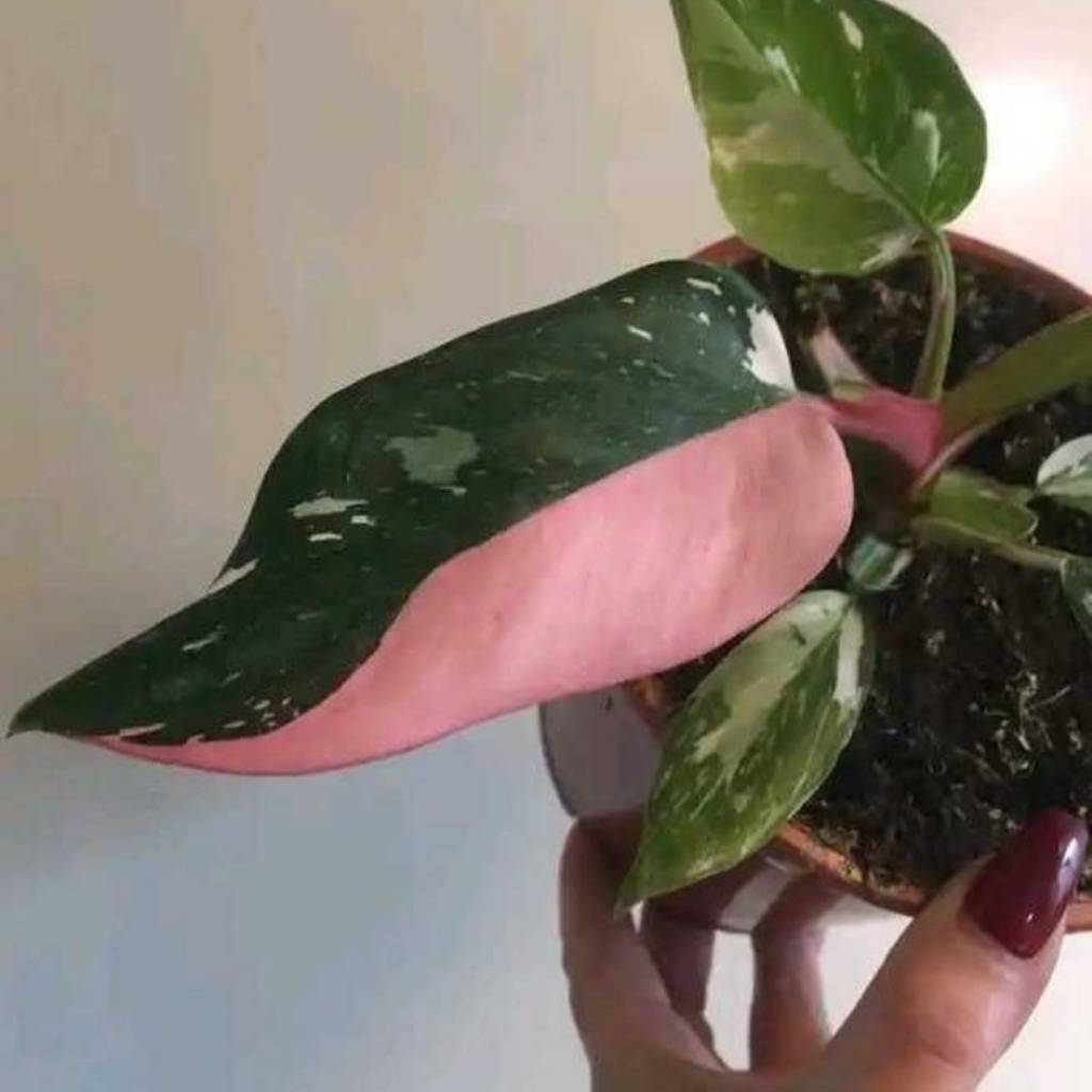 Philodendron White Princess with Pink