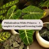 Philodendron White Princess – A Complete Caring and Growing Guide