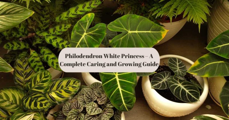 Philodendron White Princess – A Complete Caring and Growing Guide