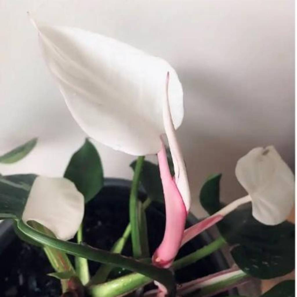Philodendron White Princess Philodendron White Princess