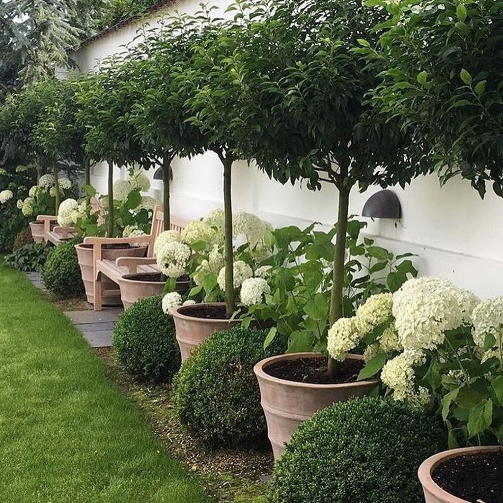 Amazing white flowers and plants Amazing white flowers and plants