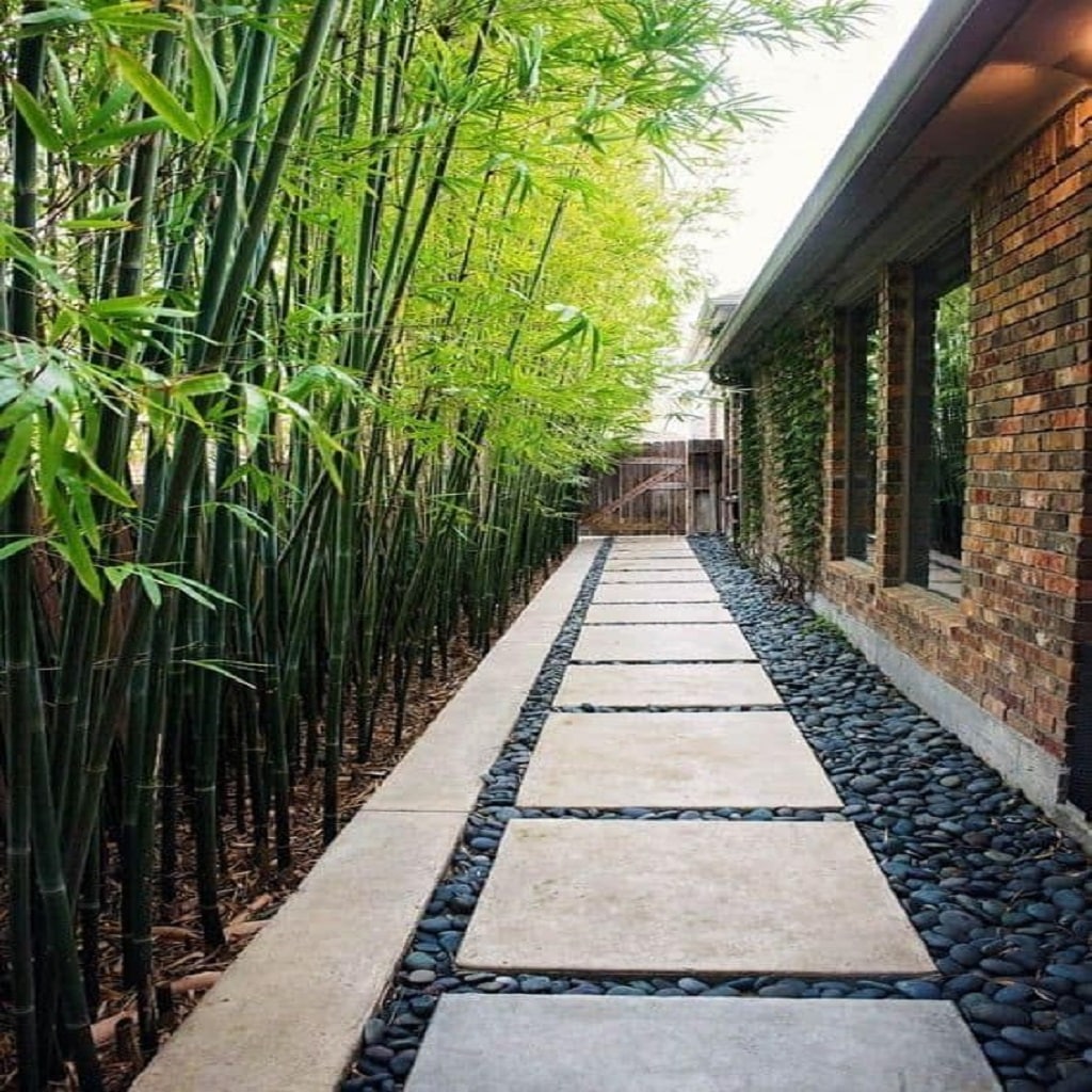 Bamboo side yard with nice path Bamboo side yard with nice path