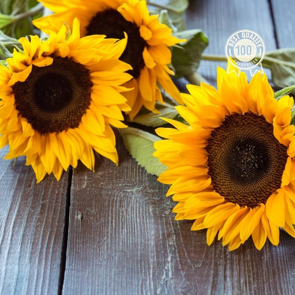 Sunflower table Sunflower table
