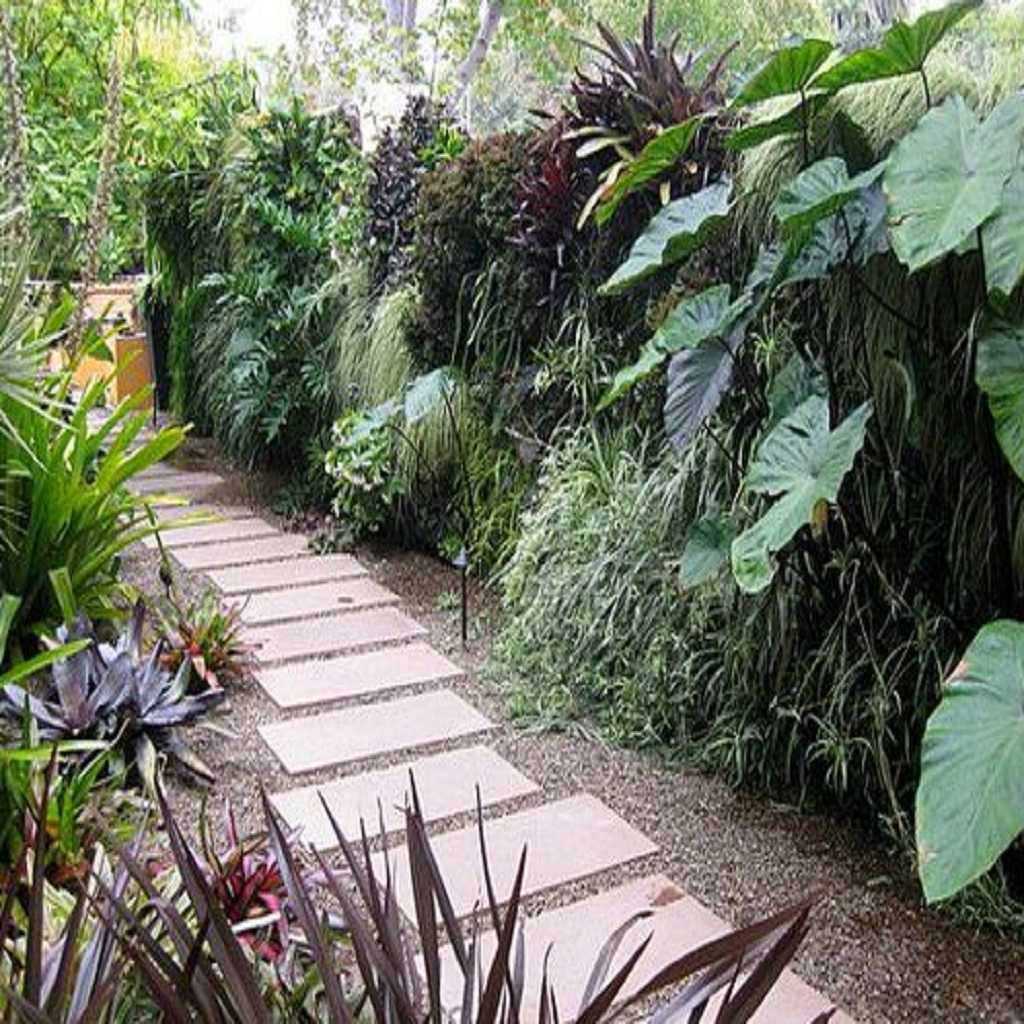 Tropical Sideyard Tropical Sideyard