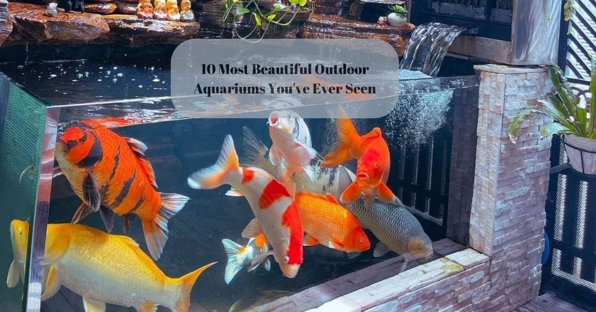 10 Most Beautiful Outdoor Aquariums You've Ever Seen