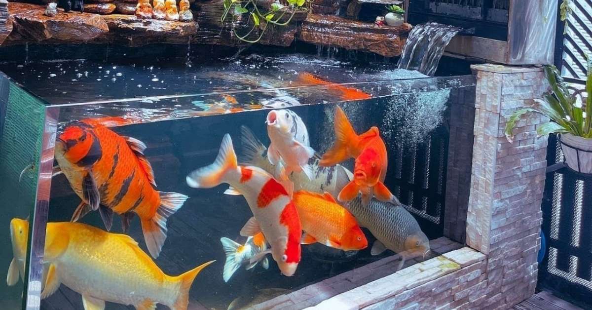 Outdoor koi aquarium Outdoor koi aquarium