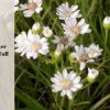 13 Best White Aster Flowers for Your Fall Landscape