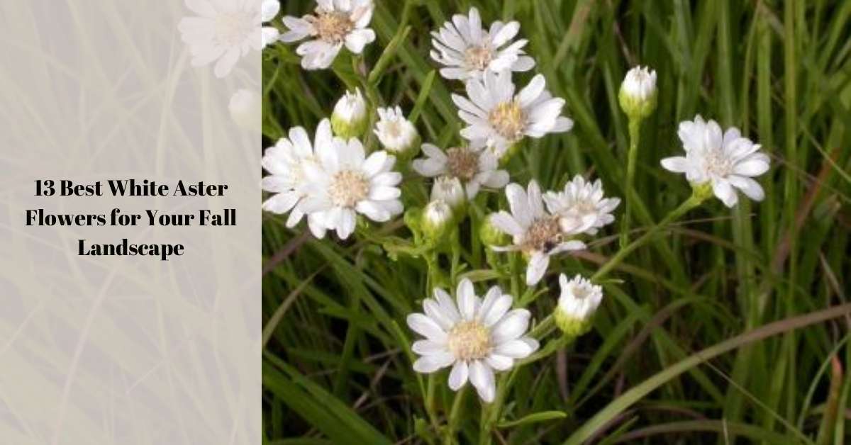 13 Best White Aster Flowers for Your Fall Landscape