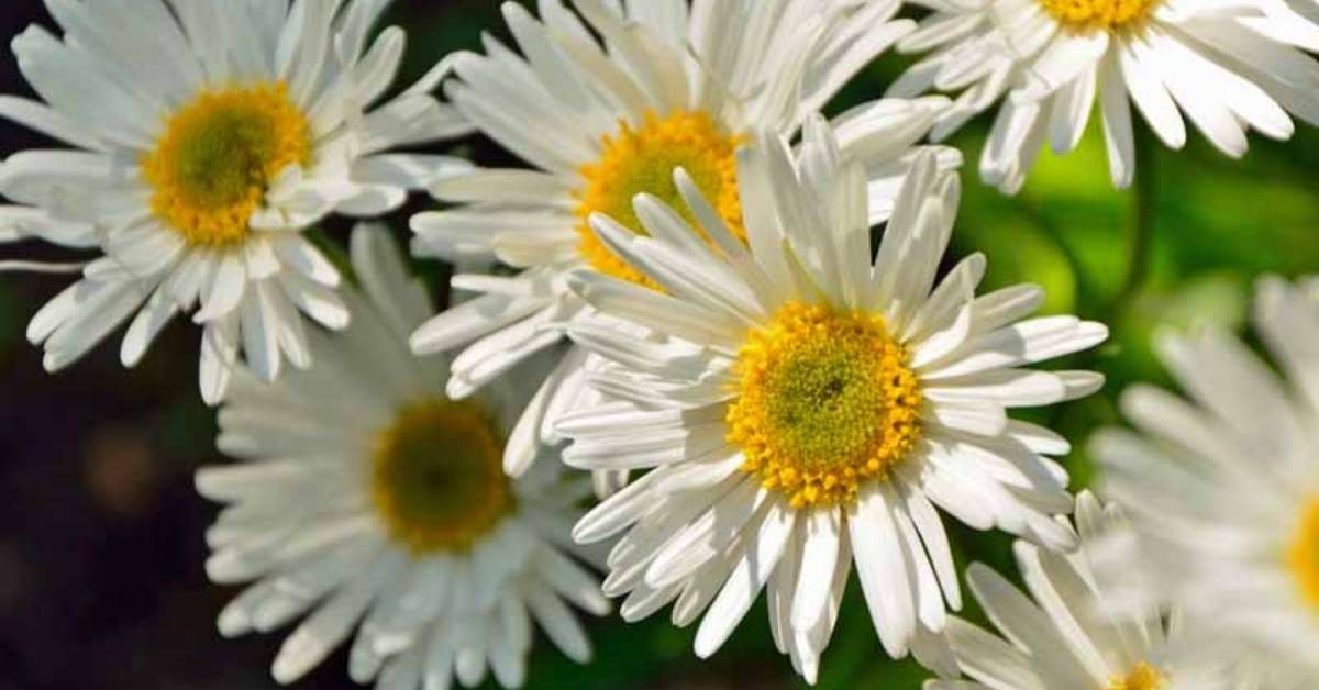 Aster Alpinus White Aster Alpinus White