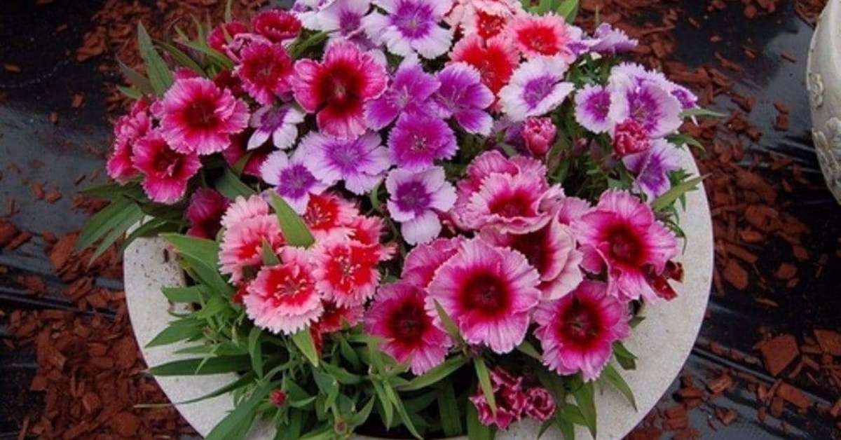 Baby Doll Dianthus Chinensis Baby Doll Dianthus Chinensis