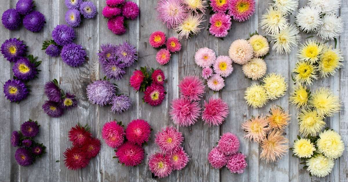China Aster Flowers China Aster Flowers
