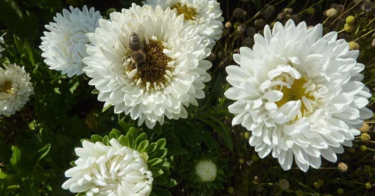 China Aster White Flower