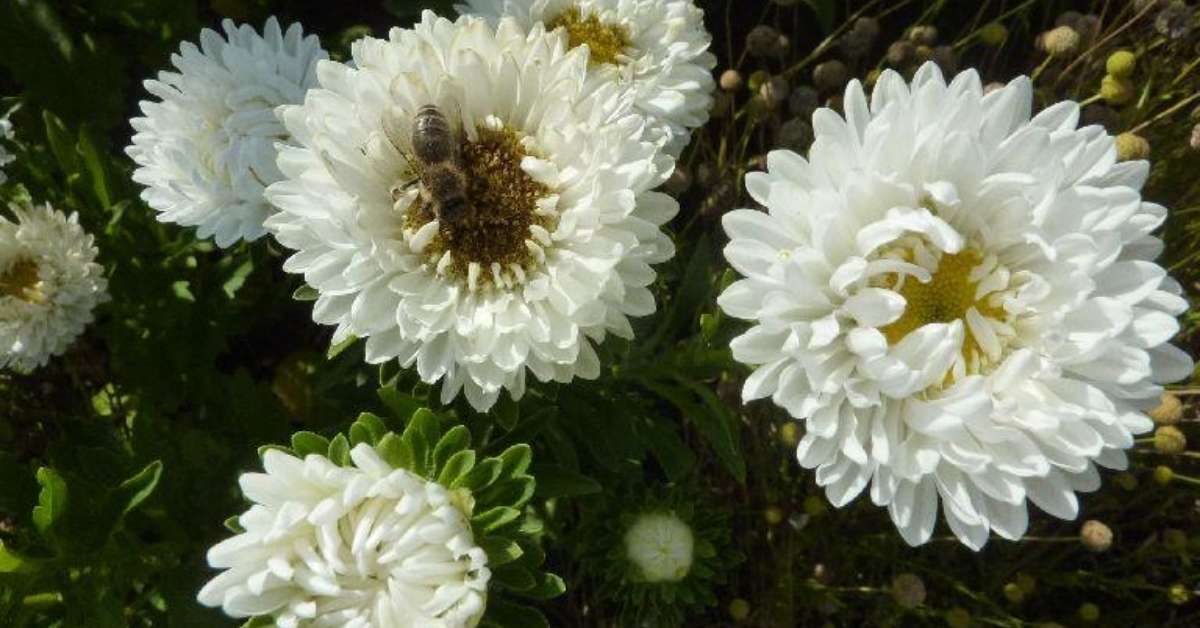 China Aster White Flower China Aster White Flower