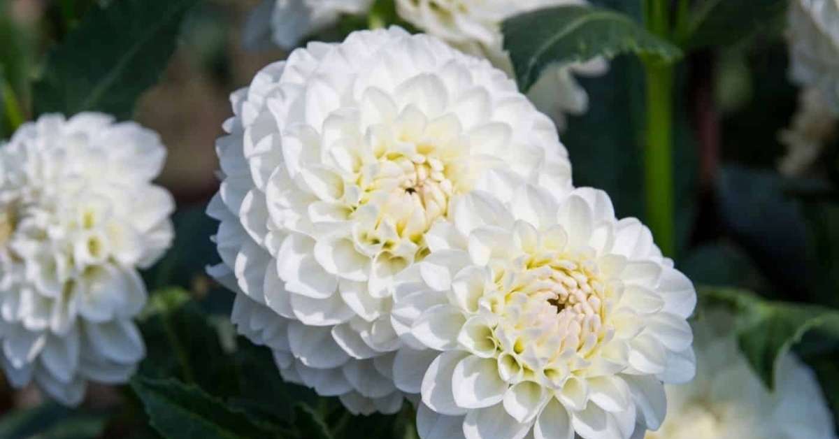 Dahlia White Aster Dahlia White Aster