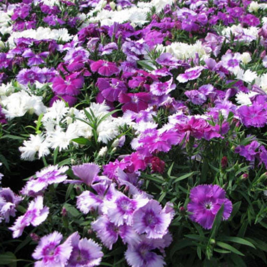 Diana Dianthus Mix Flowers Diana Dianthus Mix Flowers