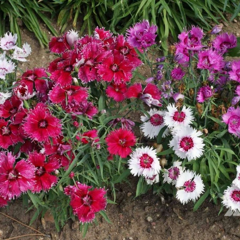 Do Dianthus Need Full Sun?Answered! Guy About Home