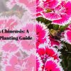 Dianthus Chinensis A Complete Planting Guide