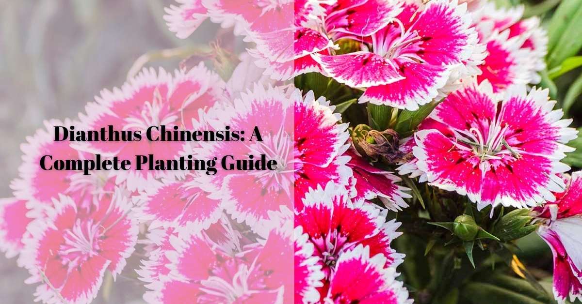 Dianthus Chinensis A Complete Planting Guide