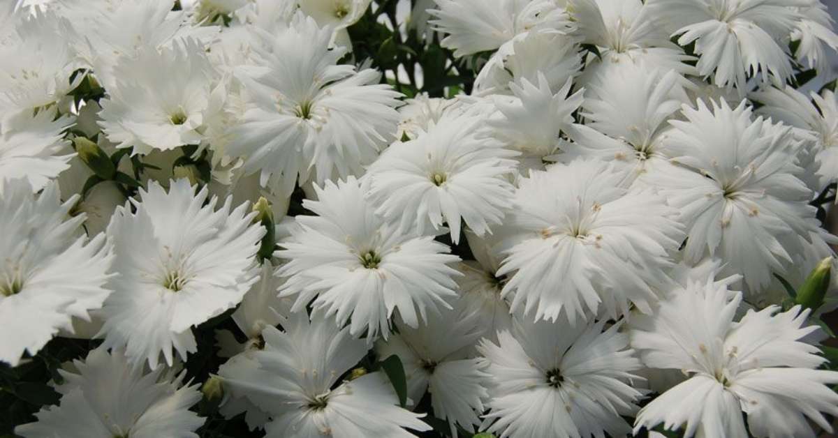 Dianthus Chinensis White Dianthus Chinensis White