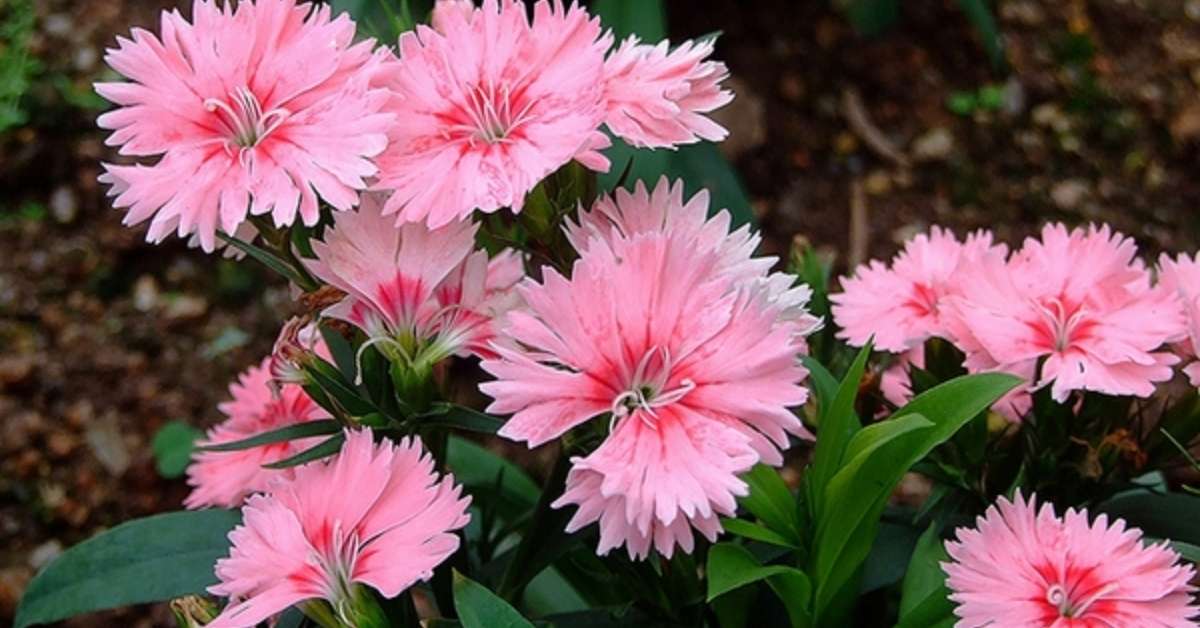 Dianthus Chinese Pink