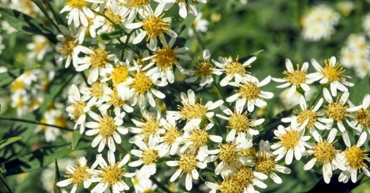 Flat-Topped White Aster Flat-Topped White Aster