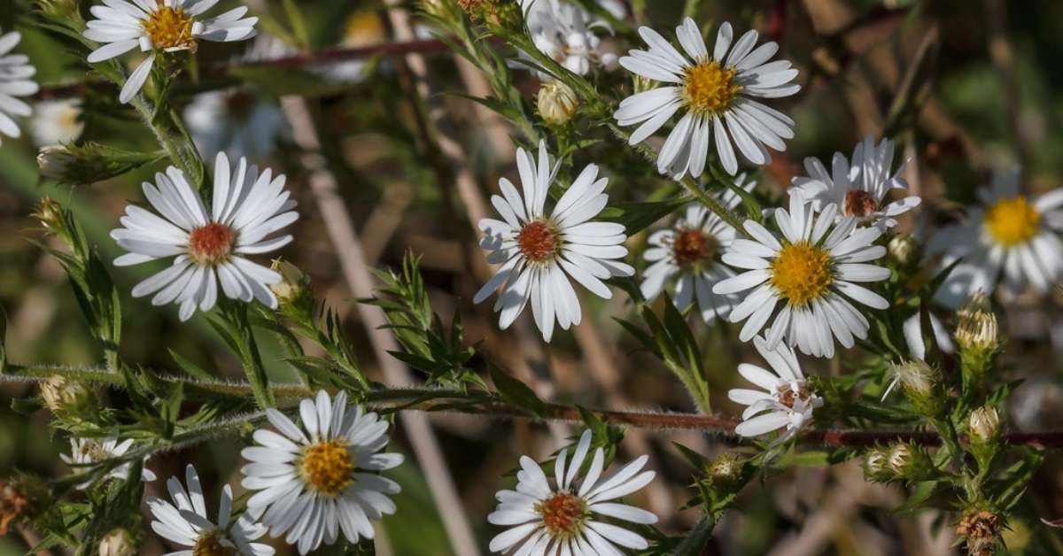 Hair White Oldfield Aster Plant