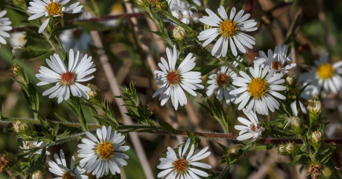 Hair White Oldfield Aster Plant Hair White Oldfield Aster Plant