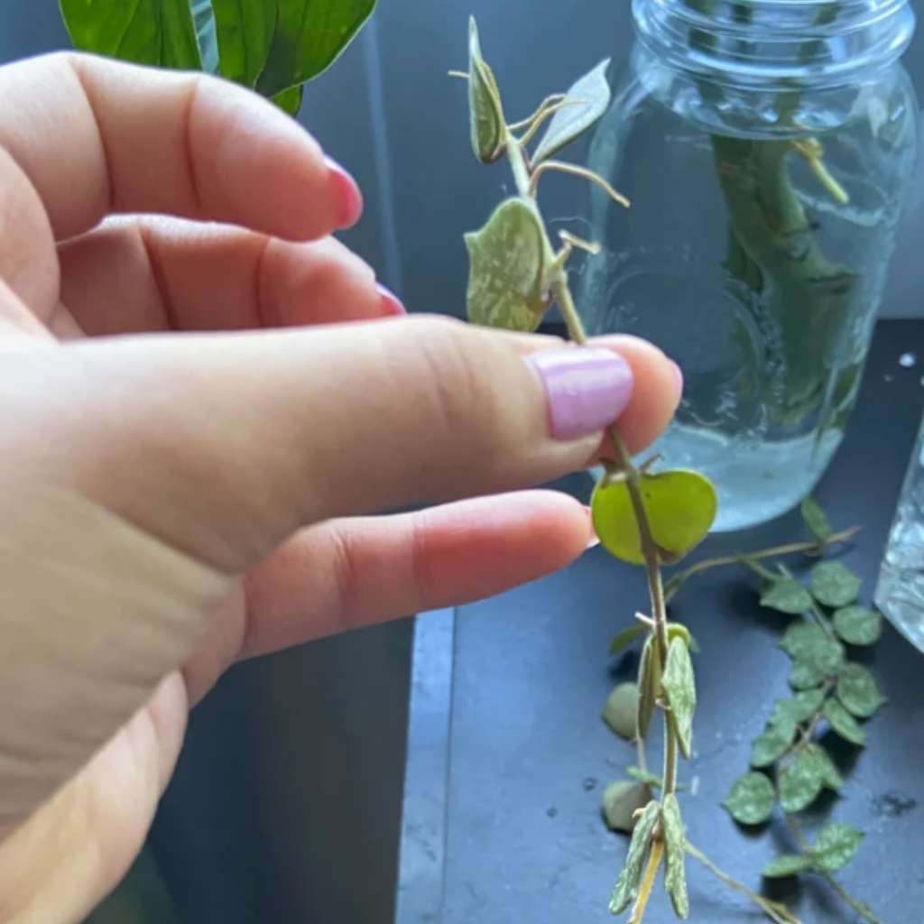 How to Propagate Hoya Curtisii/ Propagating Hoya Curtisii How to Propagate Hoya Curtisii/ Propagating Hoya Curtisii
