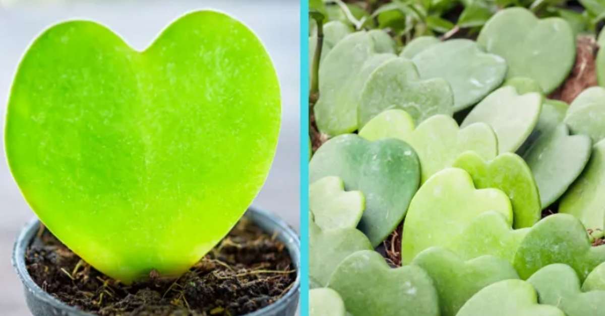 Hoya compacta Hoya compacta