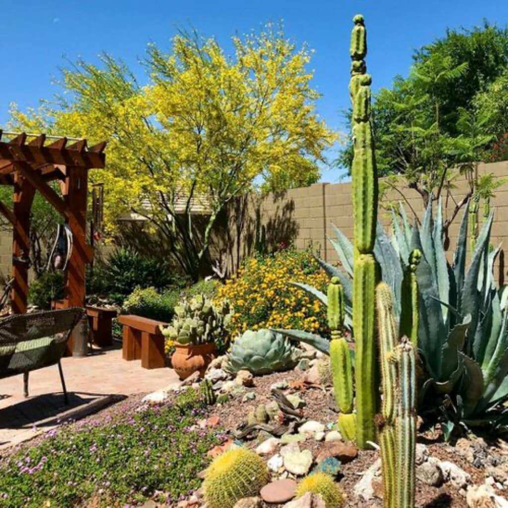 Inexpensive Desert Landscaping Ideas Inexpensive Desert Landscaping Ideas