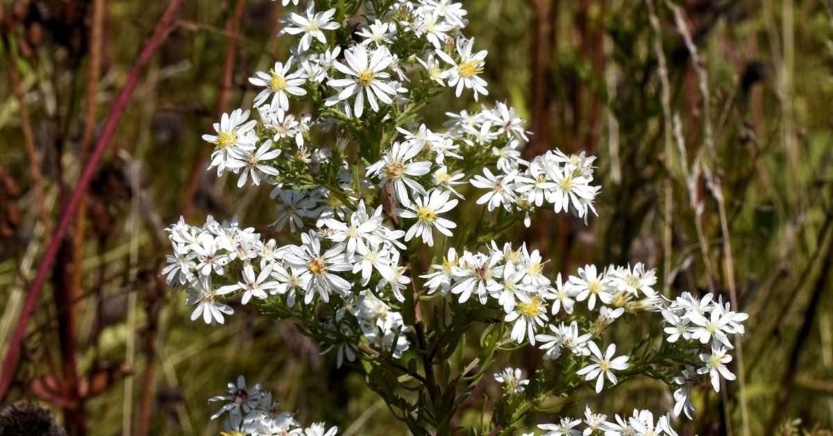 Native White Asters