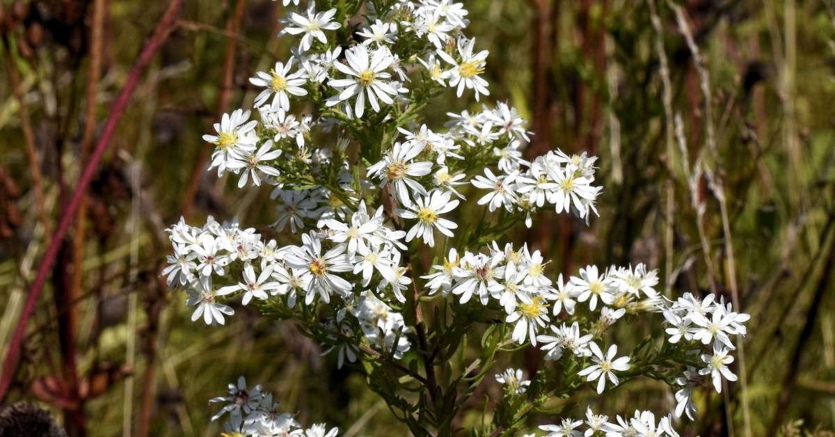Native White Asters Native White Asters