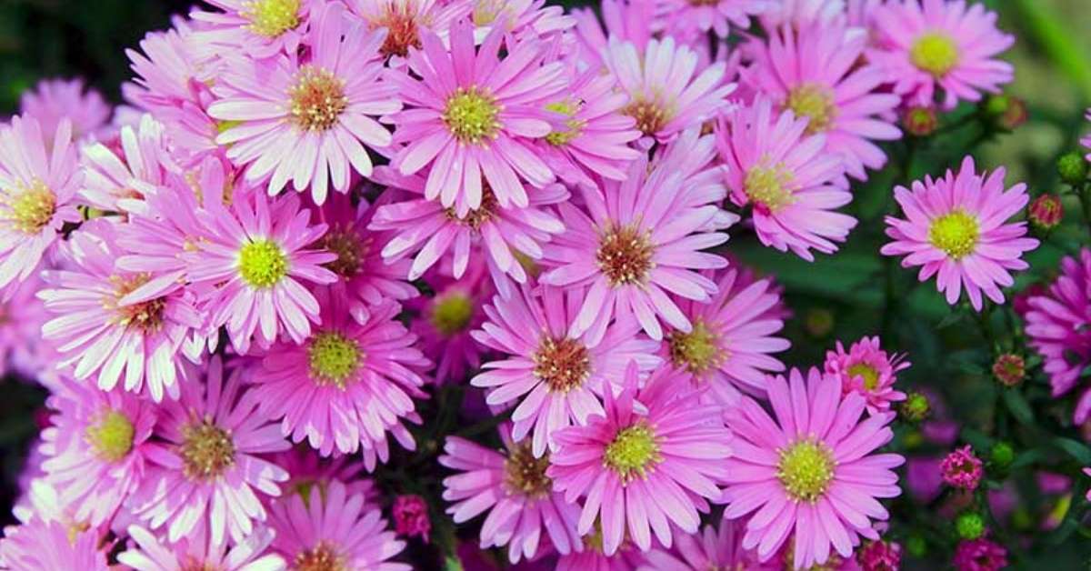 Pink and White Asters