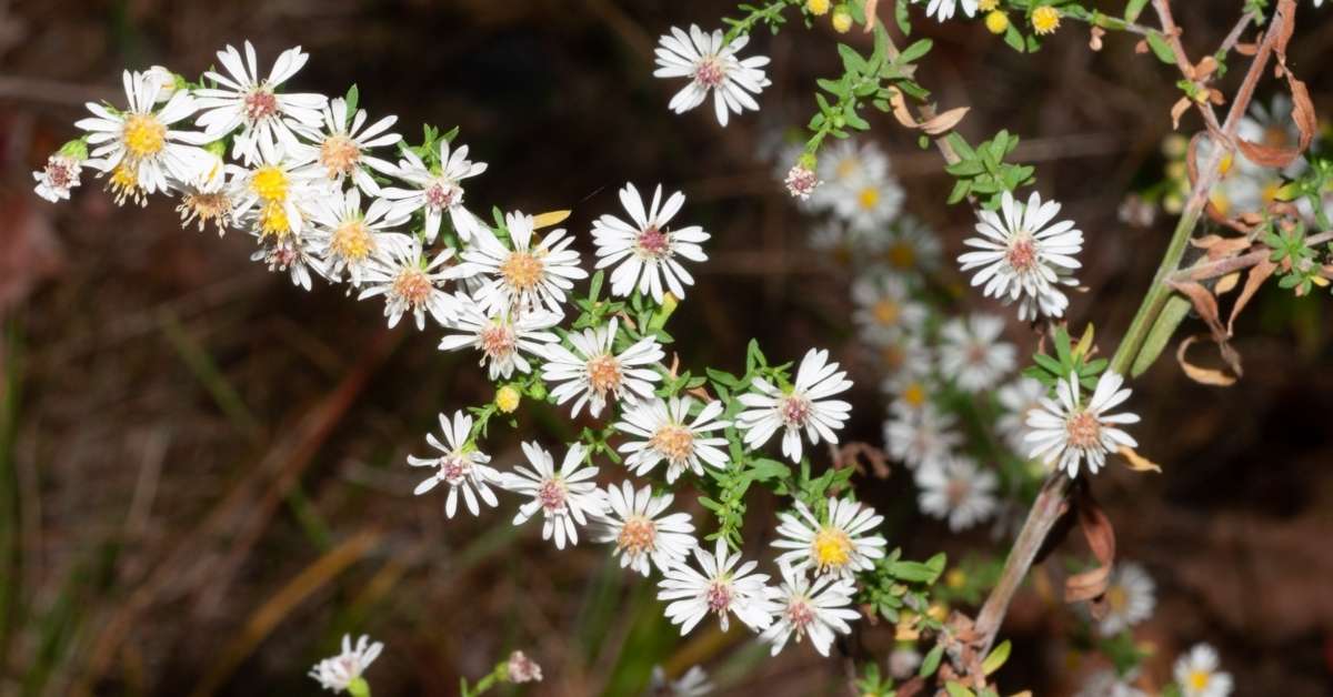 Small White Aster Wildflower