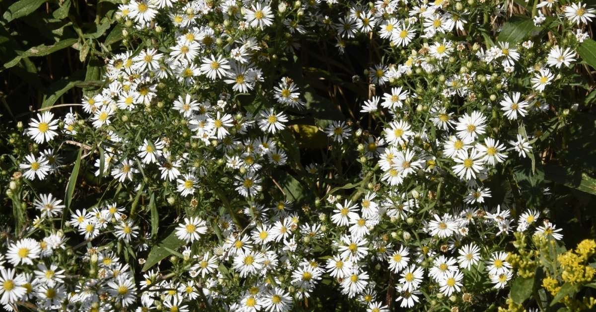 Small White Aster Small White Aster