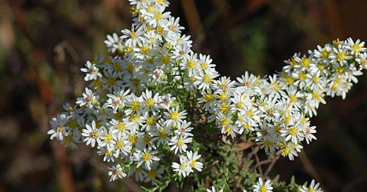 Symphyotrichum ericoides (L.) G.L. Nesom Symphyotrichum ericoides (L.) G.L. Nesom