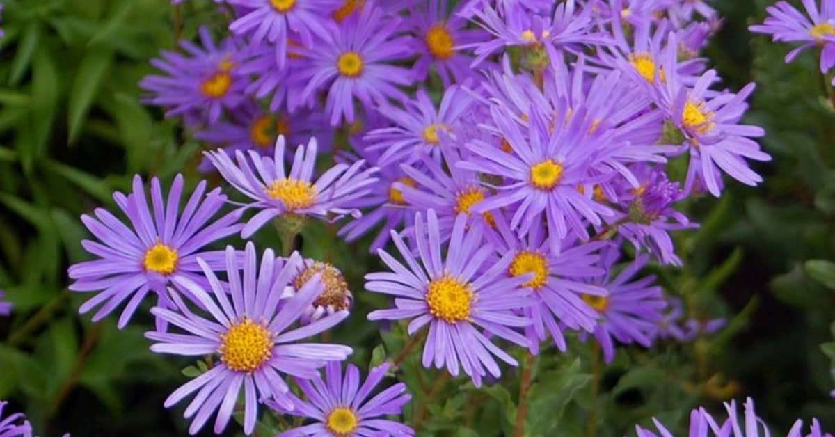 White and Purple Asters White and Purple Asters