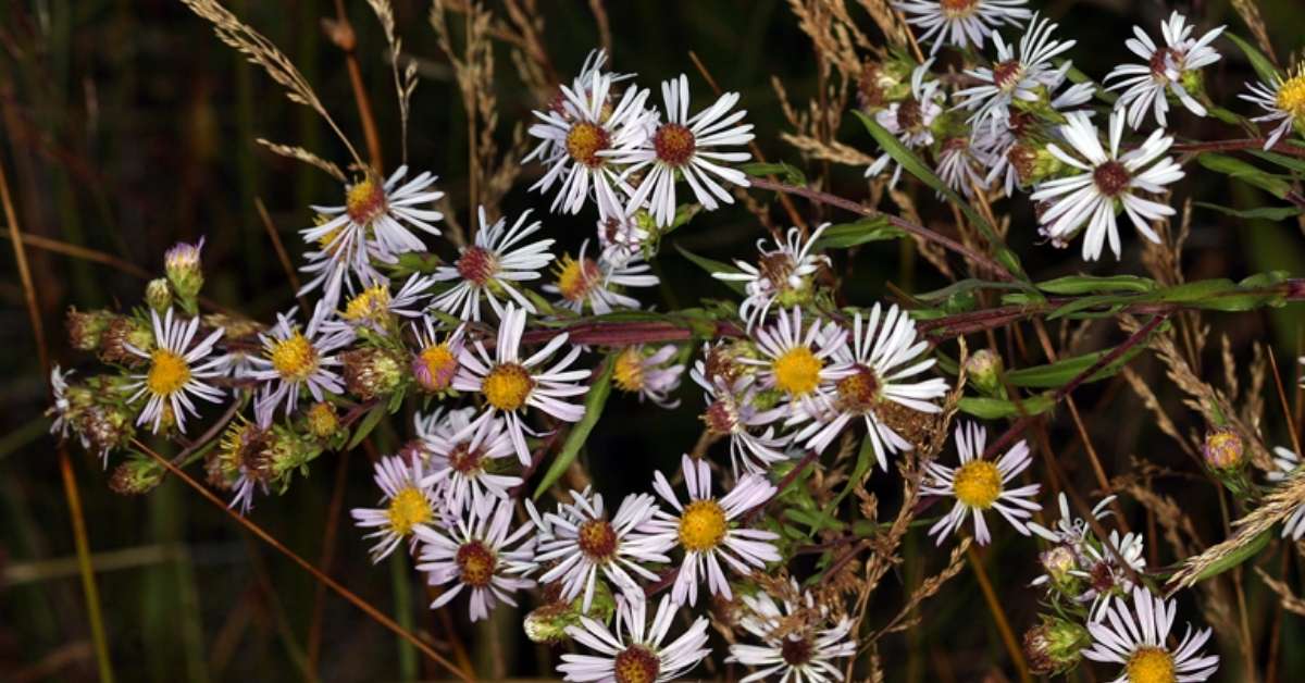 White Panicle Aster White Panicle Aster