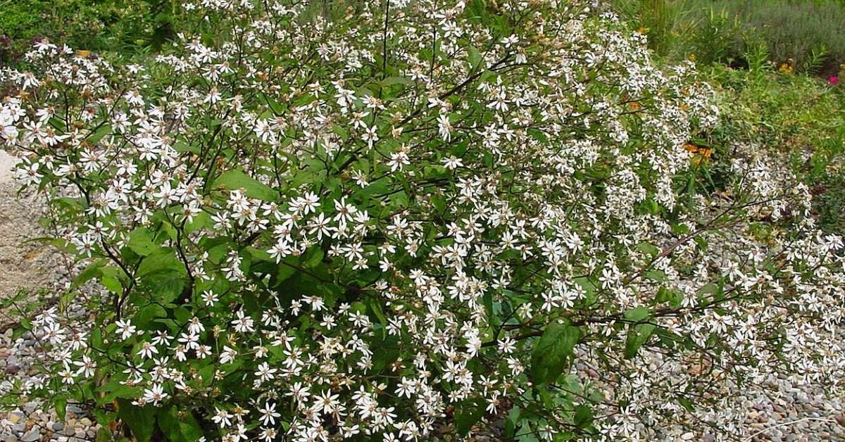 White Wood Aster Plant White Wood Aster Plant