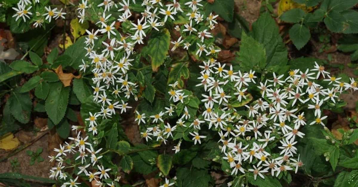 White Woodland Aster White Woodland Aster
