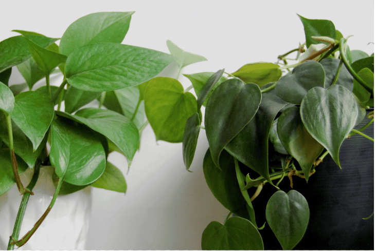 Philodendron Hederaceum vs. Pothos