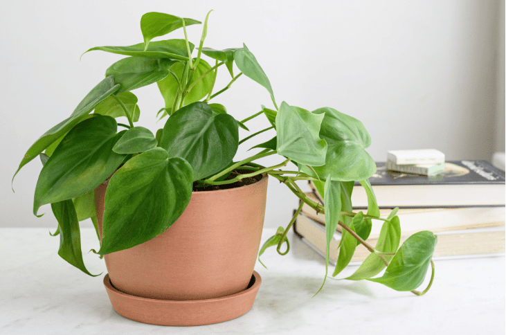 Propagating a philodendron Giga with soil