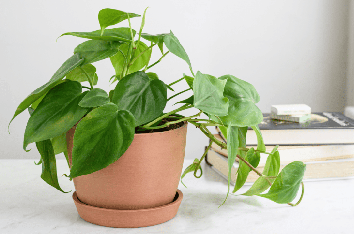 Propagating a philodendron Giga with soil Propagating a philodendron Giga with soil