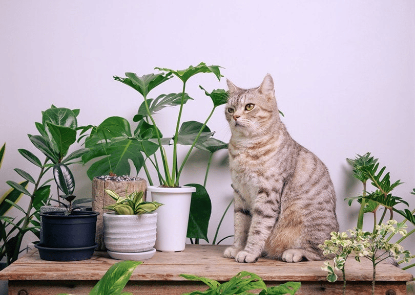 A cat sitting beside a Philodendron plant
